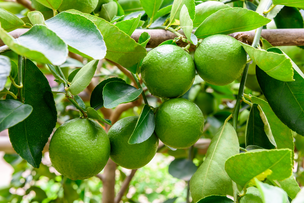 Benefits of outlet lemon and lime