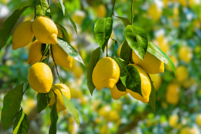 beneficios para la salud del limón